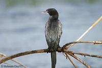 Image of: Phalacrocorax niger (little cormorant)