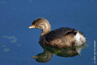 Image of: Podilymbus podiceps (pied-billed grebe)