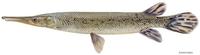 Image of: Atractosteus spatula (alligator gar)