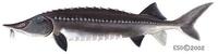 Image of: Huso huso (Beluga sturgeon)