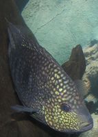 Herichthys carpintis