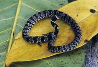 Image of: Sibynomorphus mikanii