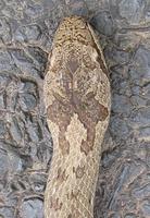 Coronella austriaca austriaca