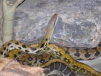 Orthriophis taeniurus friesi - Taiwan Beauty Snake