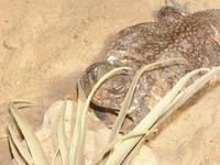 Uromastyx acanthinura