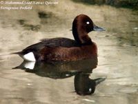 Ferruginous Pochard - Aythya nyroca