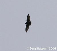 Silver-rumped Needletail - Rhaphidura leucopygialis