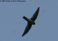 Indian Swiftlet - Collocalia unicolor