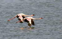 Lesser Flamingo - Phoenicopterus minor