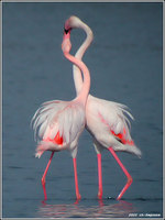 Greater Flamingo - Phoenicopterus ruber