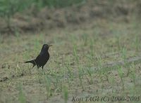 Eurasian Blackbird - Turdus merula