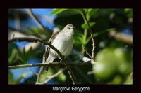Mangrove Gerygone