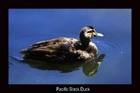 Pacific Black Duck