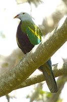 Wompoo fruit Dove