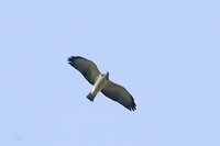 Short-tailed Hawk - Buteo brachyurus