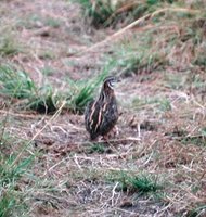 Harlequin Quail - Coturnix delegorguei