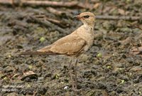 Australian Pratincole - Stiltia isabella