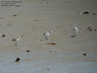 Collared Plover - Charadrius collaris