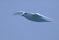 Snow Petrel (Pagodroma nivea) photo