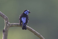 Turquoise Tanager (Tangara mexicana) photo