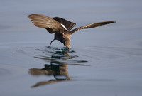 White-vented Storm-Petrel (Oceanites gracilis) photo