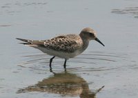 Baird's Sandpiper - Calidris bairdii