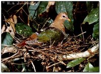 Emerald Dove - Chalcophaps indica