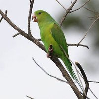 Plain Parakeet - Brotogeris tirica