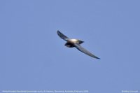 White-throated Needletail - Hirundapus caudacutus