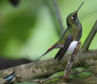 Booted Racket-tail - Ocreatus underwoodii