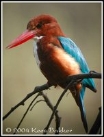 White-throated Kingfisher - Halcyon smyrnensis