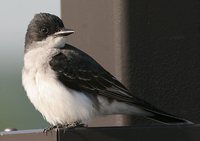 Eastern Kingbird - Tyrannus tyrannus