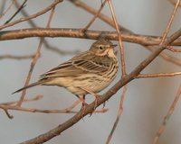 Meadow Pipit - Anthus pratensis