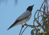 Black-faced Cuckoo-shrike - Coracina novaehollandiae
