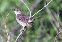 Rattling Cisticola - Cisticola chiniana