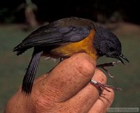 White-starred Robin - Pogonocichla stellata