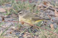 Yellow-rumped Thornbill - Acanthiza chrysorrhoa