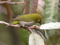 Madagascar White-eye - Zosterops maderaspatanus