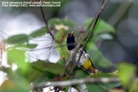 Dark-throated Oriole - Oriolus xanthonotus