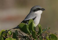 Loggerhead Shrike - Lanius ludovicianus