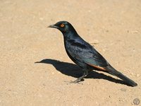 Pale-winged Starling - Onychognathus nabouroup
