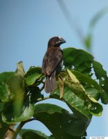 Grosbeak Weaver - Amblyospiza albifrons