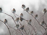 Twite - Carduelis flavirostris