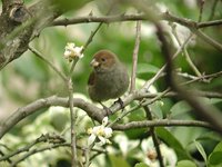 Lesser Antillean Bullfinch - Loxigilla noctis