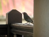 Lesser Antillean Bullfinch - Loxigilla noctis