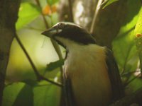Orinocan Saltator - Saltator orenocensis