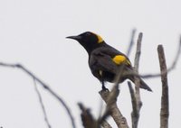 Moriche Oriole - Icterus chrysocephalus