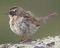 Radde's Accentor