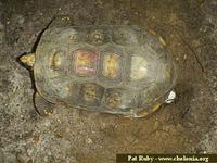 South American Yellow-footed Tortoise, Geochelone denticulata