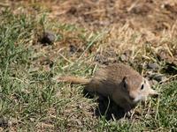 photo - Alashan ground squirrel, Spermophilus alashanicus